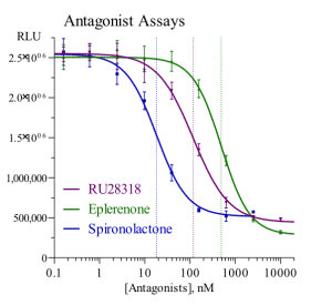 Mineralocorticoid Receptor antagonist