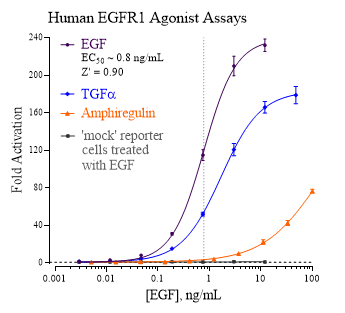 INDIGO EGFR1 Agonist assay dose response analyses