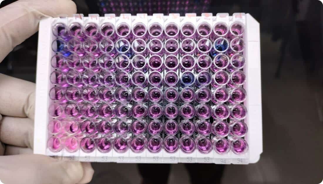 enzyme-linked-immunosorbent-assay-elisa-plate-immunology-serology-testing-method-laboratory