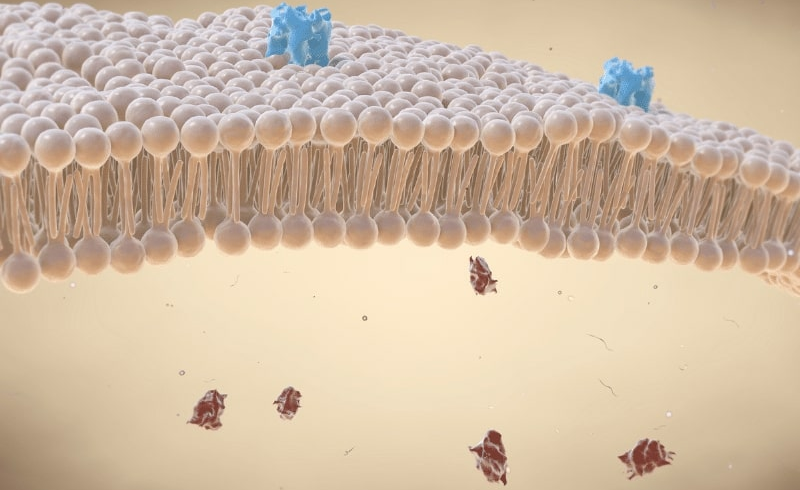 3d image of the cell membrane showing nuclear receptor proteins.