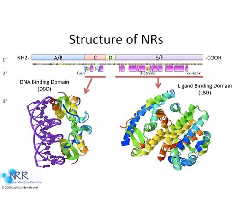 Primary, secondary and tertiary structure of nuclear receptors@2x