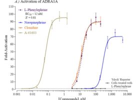 ADRA1A Activation Assay