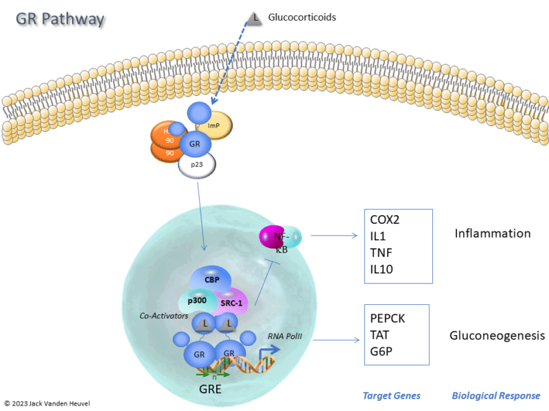 The Roles of the Glucocorticoid Receptor in Disease and Drug Discovery ...