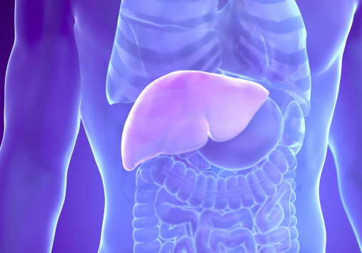Animated depiction of a liver