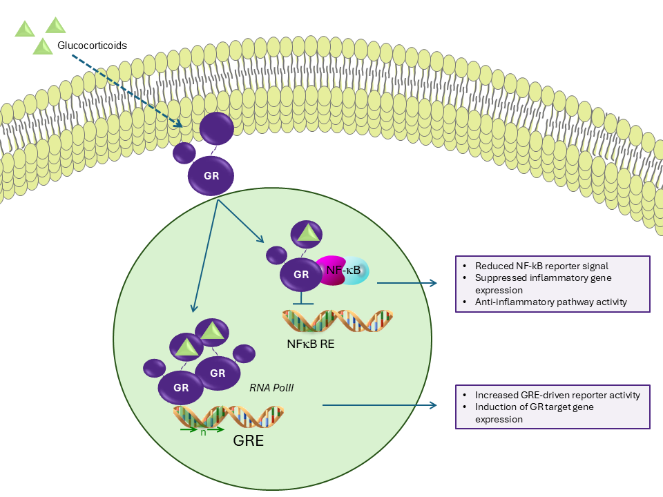 Transrepression pathway